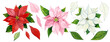 Clipart Poinsettia. Watercolor illustration. Winter Christmas flowers. Poinsettia of different colors: red, pink, white. For the design of postcards, packaging, websites, stickers, etc.