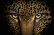 Close up on a leopard eyes on black