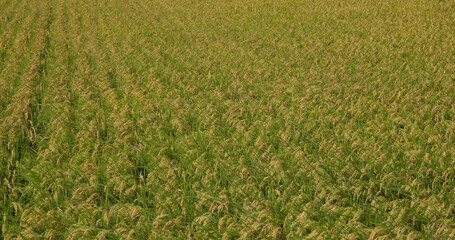 Wall Mural - Paddy rice field in Waipu of Taichung