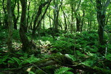 Fototapeta Krajobraz - old trees and vines and fern in wild forest