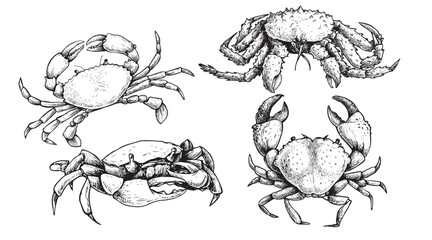 Various crab set. Hand drawn sketch style crawfish collection in retro vintage style. Best for seafood restaurants menus and package designs. Vector illustrations.