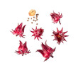 roselle hibiscus on transparent png