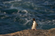 Rockhopper Penguins (Eudyptes chrysocome) coming ashore on the rocky cliffs of Saunders Island in the Falkland Islands