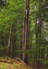 Wall Mural - Sun beams through thick trees branches in dense green forest