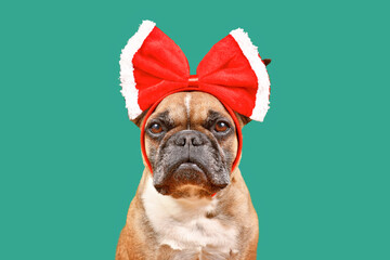 Wall Mural - Fawn French Bulldog dog wearing big red Christmas ribbon on head on green background