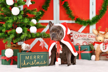 Wall Mural - French Bulldog dog wearing red Christmas Santa cape in front of seasonal decoration