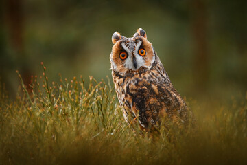 Wall Mural - Czech wildlife. Owl in nature. Asio otus, Long-eared Owl  green vegetation in fallen larch forest during dark day. Wildlife scene from the nature habitat. Face portrait with orange eyes, Europe.