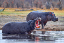 Botswana Wildlife. Hippo With Open Mouth Muzzle With Toouth, Danger Animal In The Water. Detail Portrait Of Hippo Head.  Hippopotamus Amphibius Capensis, With Evening Sun, Animal In The Nature.