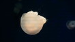 Catostylus tagi is a species of jellyfish from warmer parts of the East Atlantic Ocean	

