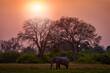 Sunset, Khwai elephant drinking.  Big animal in the old forest. evening orange light, sun set. Magic wildlife scene in nature. Sunset, Elephant feeding tree branch.