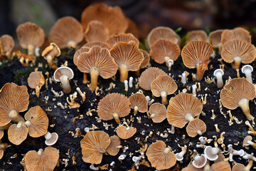 Wall Mural - Mushrooms of the species Crepidotus variabilis growing on dead wood