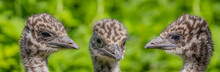 Emu (Dromaius Novaehollandiae) Small Chicken