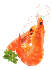 Shrimps on a white background isolated