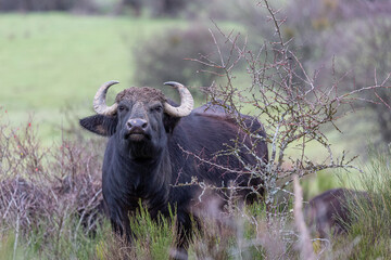 bubalus bubalis. water buffalo looking straight ahead on alert.