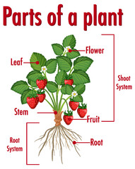 Wall Mural - diagram showing parts of a plant