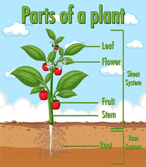 Wall Mural - Diagram showing parts of a plant