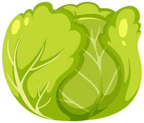 Wall Mural - Cabbage isolated on white background