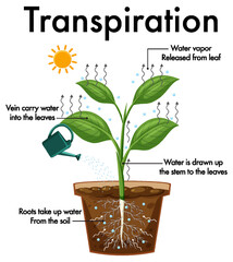 Wall Mural - Diagram showing plant transpiration