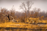 Fototapeta Konie - African lion, male. Botswana wildlife. Lion, fire burned destroyed savannah. Animal in fire burnt place, lion lying in the black ash and cinders, Savuti, Chobe NP in Botswana. Hot season in Africa.