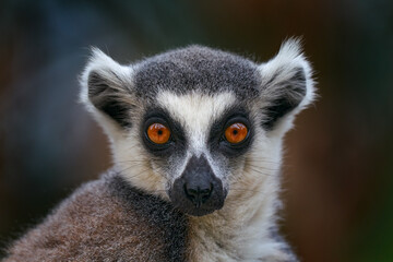 Lemur face, close-up portrait of Madagascar monkey.  Ring-tailed Lemur, Lemur catta, with green clear background. Animal from Madagascar, Africa, orange eyes.