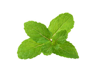 Wall Mural -  mint  leaves  on  transparent png