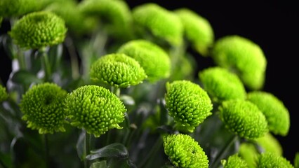 Canvas Print - Сhrysanthemum flowers rotating over black background. Beautiful green autumn golden-daisy flower bouquet close up