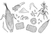Doodle Corn Cobs, Grain, Corn Flour, Corn Seeds Vector Sketch Illustration. Corn Plant, Hand Drawn Isolated Elements.