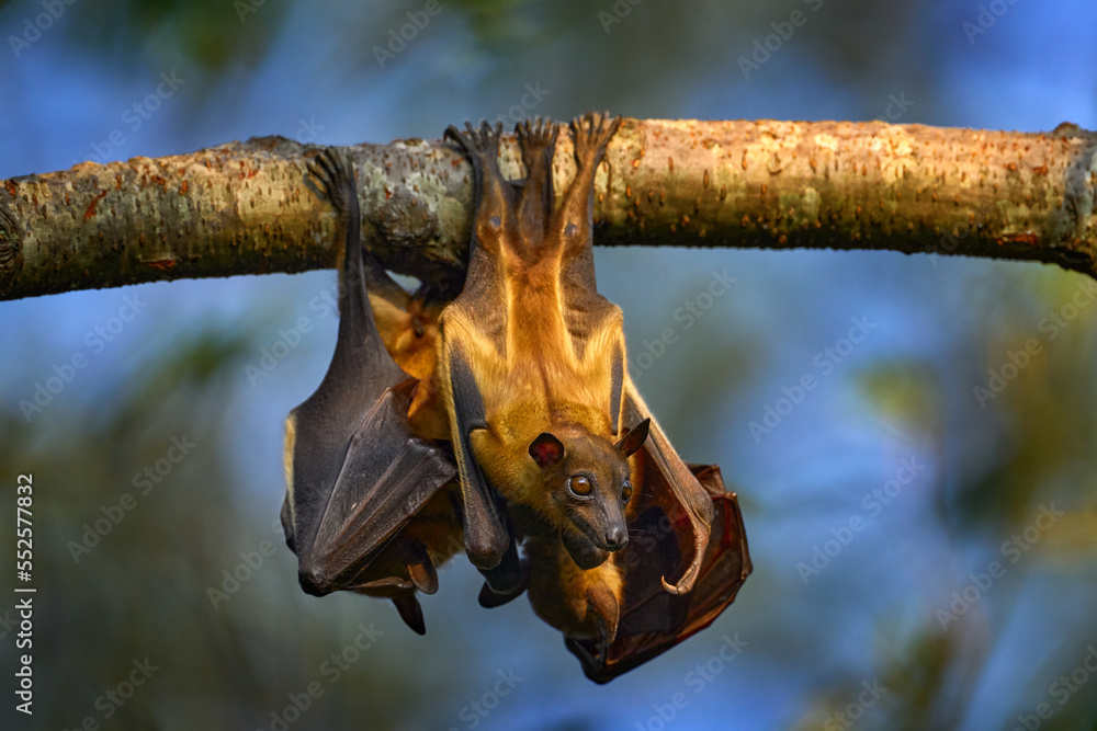 Bat from Uganda. Straw-coloured fruit bat, Eidolon helvum, on the