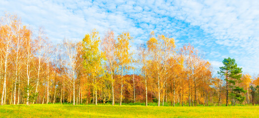 Canvas Print - Autumn forest landscape panorama with autumn birch trees yellow leaves