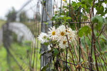 Flowers Intertwined In A Fence. Natural White Flowers Close-up. Nature Grows Where You Least Expect It
