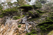 The Old Veteran Cypress Tree In Point Lobos, Carmel, California