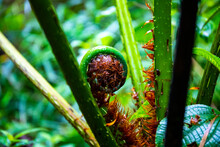 A Close-up On The Stem Of A Tree Fern In A Tropical Rainforest In Costa Rica; The Dense Vegetation Of Los Quetzales National Park In The Costa Rican Mountains