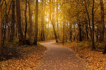 Wall Mural - Many beautiful trees and pathway with fallen leaves in autumn park