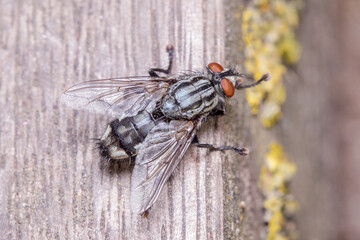 Common flesh fly, Sarcophaga sp, posed on a wooden floor on a sunny day