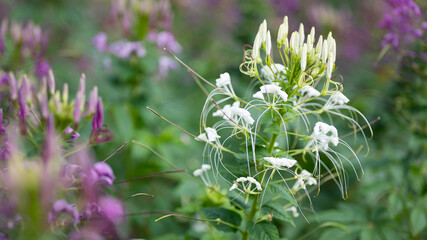 Beautiful of flowers blooming in the field