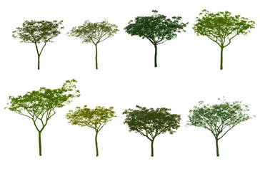 Canvas Print - Vector tree green color, Side view, set of graphics trees elements outline symbol for architecture and landscape design drawing. Vector illustration in stroke fill in white. Tropical
