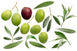 Set of olive fruits and leaves Olea europaea isolated png
