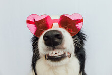 St. Valentine's Day Concept. Funny Puppy Dog Border Collie In Red Heart Shaped Glasses Isolated On White Background. Lovely Dog In Love Celebrating Valentines Day. Love Lovesick Romance Postcard