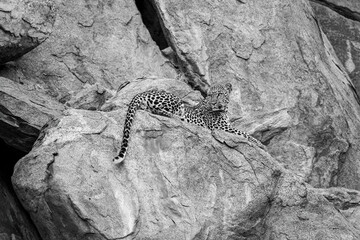 Mono leopard lies looking back on ledge