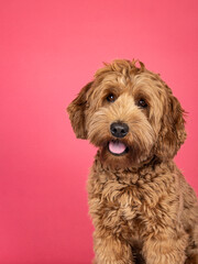 Wall Mural - Portrait head shot of brown Cobberdog aka labradoodle dog. Looking friendly towards camera. Isolated on a brown background.