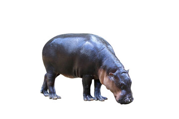 Poster - Pygmy hippopotamus isolated on transparent background.