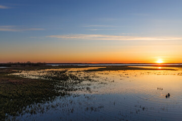 Wall Mural - Sunset at a lake with birds in the water