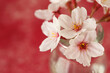 Close-up of a beautiful petal cherry blossom