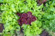 Red and green lettuce in the garden 