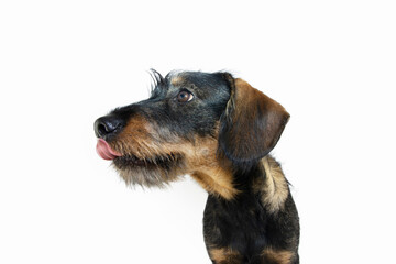 Wall Mural - Profile dachshund puppy dog licking its nose with lips. Isolated on white background