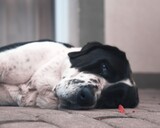 Fototapeta Tulipany - black and white dog