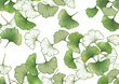 © Elen  Lane - Ginkgo biloba leaves. Seamless pattern, background. Vector . In botanical style