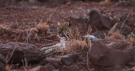 Wall Mural - a leopard is resting in the savannah in kenya