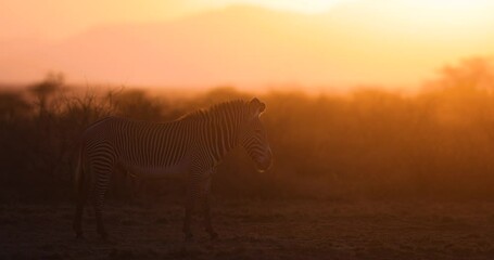 Wall Mural - Grevy's zebras walking in the savannah in Kenya