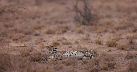Wall Mural - a cheetah is resting in the savannah